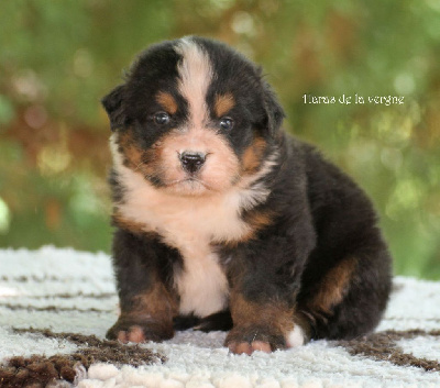 Les chiots de Bouvier Bernois