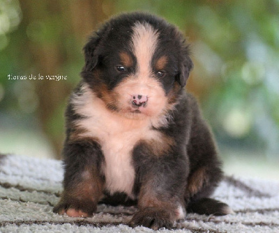 Les chiots de Bouvier Bernois