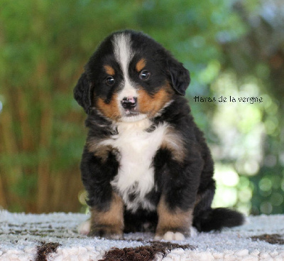 Les chiots de Bouvier Bernois