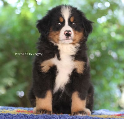 Les chiots de Bouvier Bernois