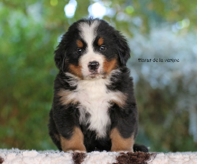 Les chiots de Bouvier Bernois