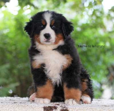 Les chiots de Bouvier Bernois