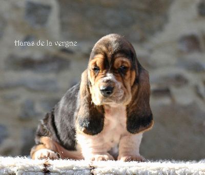 Les chiots de Basset Hound