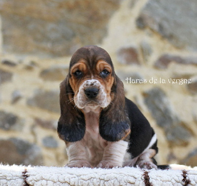 Les chiots de Basset Hound