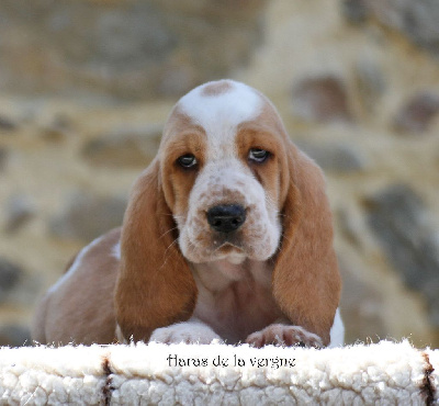 Les chiots de Basset Hound