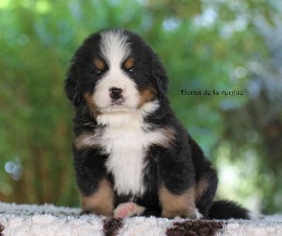 Les chiots de Bouvier Bernois