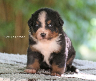 Les chiots de Bouvier Bernois