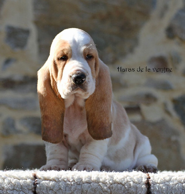 Les chiots de Basset Hound