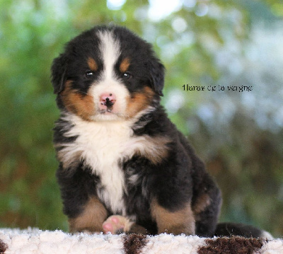 Les chiots de Bouvier Bernois