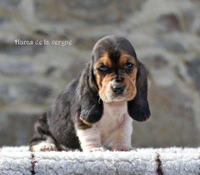 Les chiots de Basset Hound