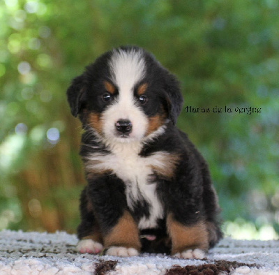 Les chiots de Bouvier Bernois