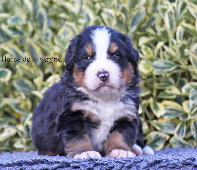 Les chiots de Bouvier Bernois