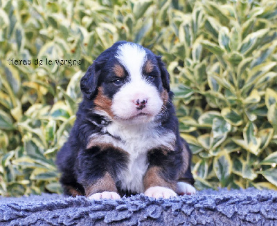 Les chiots de Bouvier Bernois