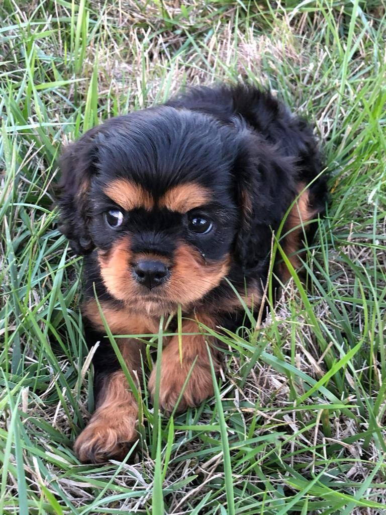 VEGAS DU MONT D'AMOUR - Cavalier King Charles Spaniel