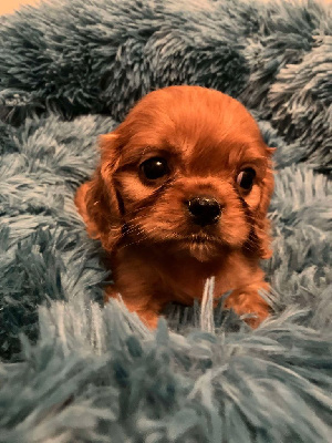 Les chiots de Cavalier King Charles Spaniel