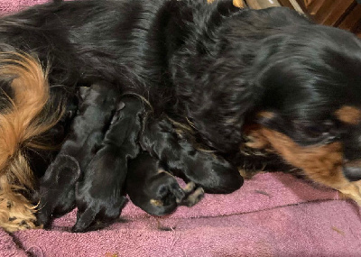 Les chiots de Cavalier King Charles Spaniel