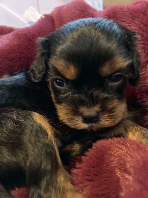 Les chiots de Cavalier King Charles Spaniel