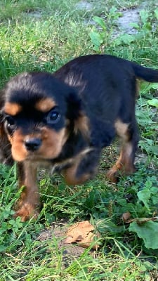 Les chiots de Cavalier King Charles Spaniel