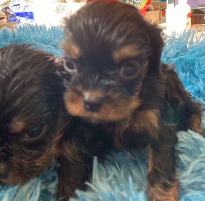 Les chiots de Cavalier King Charles Spaniel