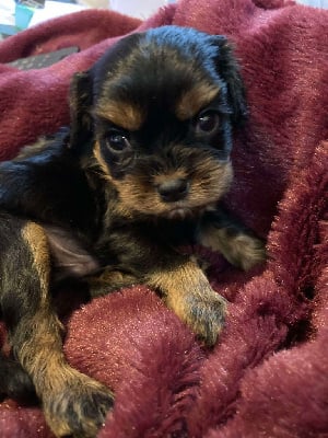 Les chiots de Cavalier King Charles Spaniel