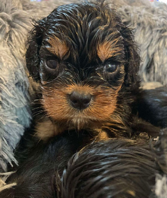 Les chiots de Cavalier King Charles Spaniel