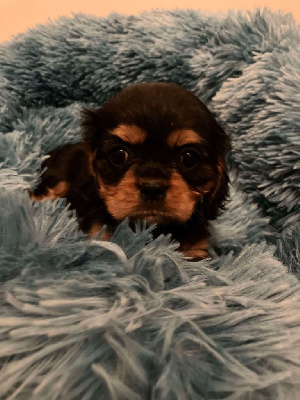 Les chiots de Cavalier King Charles Spaniel