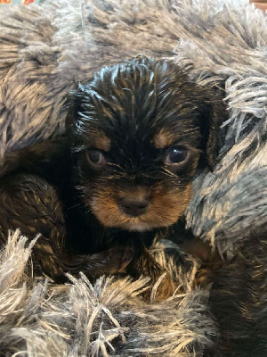 Les chiots de Cavalier King Charles Spaniel