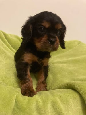 Les chiots de Cavalier King Charles Spaniel