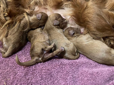 Les chiots de Cavalier King Charles Spaniel