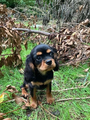 Les chiots de Cavalier King Charles Spaniel