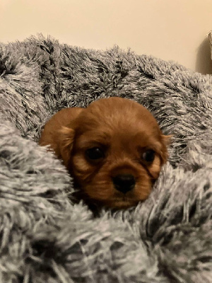 Les chiots de Cavalier King Charles Spaniel