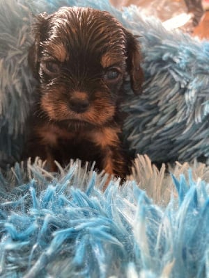 Les chiots de Cavalier King Charles Spaniel