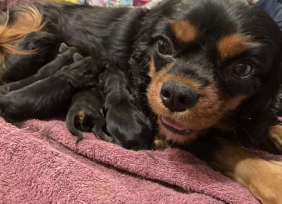 Les chiots de Cavalier King Charles Spaniel