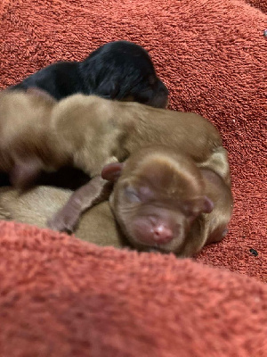 Les chiots de Cavalier King Charles Spaniel