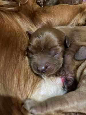 Les chiots de Cavalier King Charles Spaniel