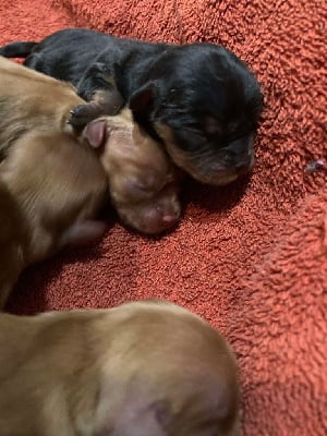 Les chiots de Cavalier King Charles Spaniel