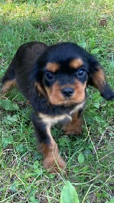 Les chiots de Cavalier King Charles Spaniel