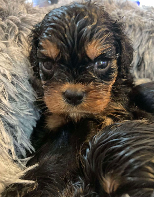 Les chiots de Cavalier King Charles Spaniel