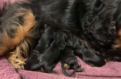 Les chiots de Cavalier King Charles Spaniel