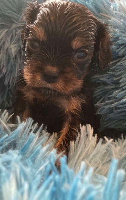 Les chiots de Cavalier King Charles Spaniel