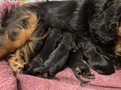 CHIOT 3 noir et feu - Cavalier King Charles Spaniel