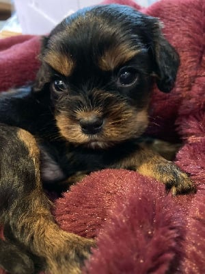 Les chiots de Cavalier King Charles Spaniel