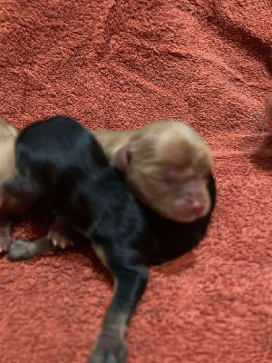 Les chiots de Cavalier King Charles Spaniel