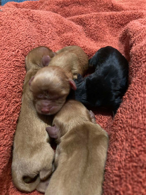 Les chiots de Cavalier King Charles Spaniel