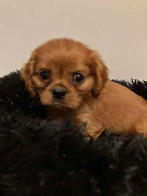 Les chiots de Cavalier King Charles Spaniel