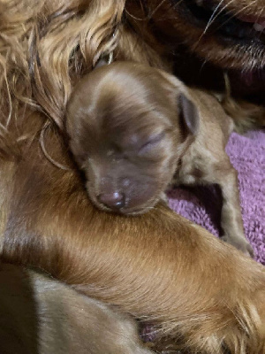 Les chiots de Cavalier King Charles Spaniel