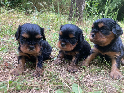 Les chiots de Cavalier King Charles Spaniel