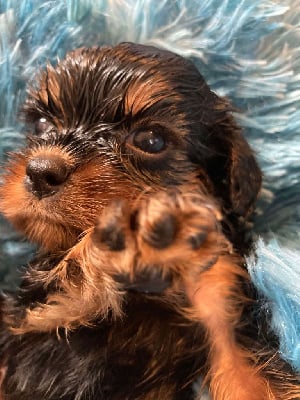 Les chiots de Cavalier King Charles Spaniel