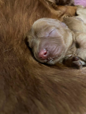 Les chiots de Cavalier King Charles Spaniel