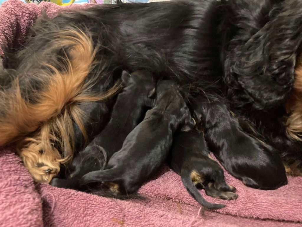 CHIOT 3 noir et feu - Cavalier King Charles Spaniel